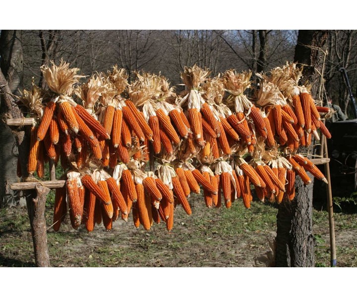EVENTO TRADIZIONALE DEL BIOLOGICO. PIGNOLETTO ROSSO DI BANCHETTE 2025